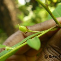 Erythroxylum novogranatense (D.Morris) Hieron.